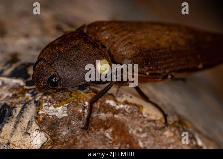 Adult Fire Click Käfer der Gattung Pyrophorus Stockfoto