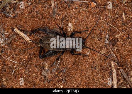 Field Cricket Nymphe der Gattung Gryllus Stockfoto