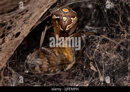 Weibliche Erwachsene braune Widow-Spinne der Art Latrodectus geometricus, die eine Erwachsene weibliche westliche Honigbiene der Art APIs mellifera ausrauht Stockfoto