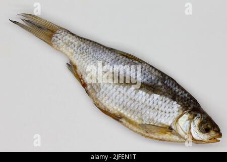 Getrockneter Fisch auf weißem Hintergrund. Große getrocknete Meerbratsche. Gesalzene Vobla aus der Wolga. Open-Air-Trocknung Europäische Kakerlake mit Sonne und Wind. Isoliert. Stockfoto