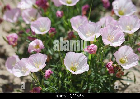 Viele Blüten einer rosa Nachtkerze in der Sonne Stockfoto