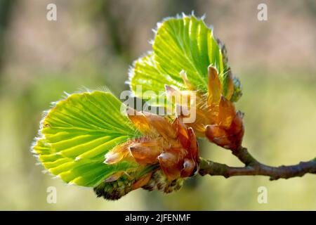 Buche (fagus sylvatica), Nahaufnahme der Blätter, die im Frühjahr aus den Blattknospen hervortreten. Stockfoto