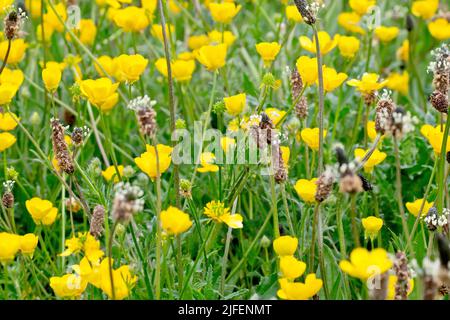 Knollenbalter (Ranunculus bulbosus), Nahaufnahme einer Masse der frühlingsblühenden Pflanze, die durch langes Gras wächst. Stockfoto