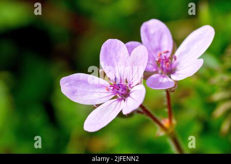 Gemeiner Storchschnabel (erodium cicutarium), Nahaufnahme eines Paares rosa Blüten, die vor einem unscharf abgeschossenen Hintergrund geschossen wurden. Stockfoto