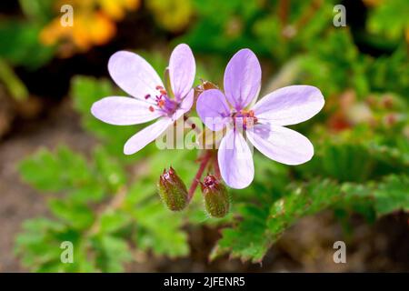 Gewöhnlicher Storchschnabel (erodium cicutarium), Nahaufnahme eines Paares rosa Blüten, die über rauem Boden wachsen. Stockfoto