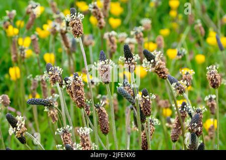 Spitzwegerich oder Ribgras (plantago lanceolata), Nahaufnahme einer Gruppe von Blütenköpfen der gewöhnlichen Grünlandpflanze. Stockfoto