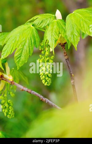 Platane (acer pseudoplatanus), Nahaufnahme der Blätter und Blütenknospen, die im Frühjahr auf dem Baum aufsteigen. Stockfoto