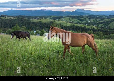 Ein schönes braunes Pferd vor der Kulisse einer Berglandschaft an einem bewölkten Tag. Pferde grasen in den Karpaten Stockfoto