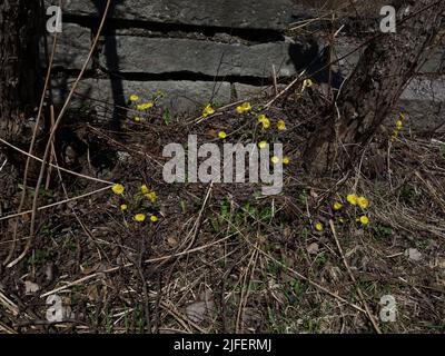 Die gelbe Blume, der Säulenguss, leuchtet und erfrischt den sonst grauen Straßenrand. Stockfoto