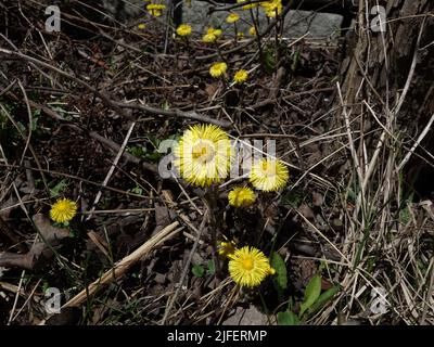 Die gelbe Blume, der Säulenguss, leuchtet und erfrischt den sonst grauen Straßenrand. Stockfoto