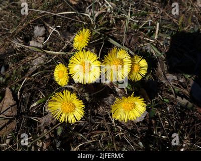 Die gelbe Blume, der Säulenguss, leuchtet und erfrischt den sonst grauen Straßenrand. Stockfoto