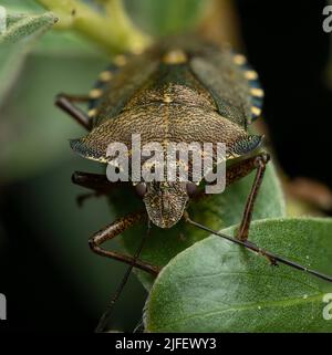 Ein Waldfehler - Schild-Bug stinkt Bug -in einem britischen Park Stockfoto