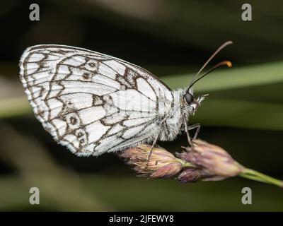 Ein marmorter weißer Schmetterling, der am Abend in Großbritannien auf einem Graskopf ruht Stockfoto