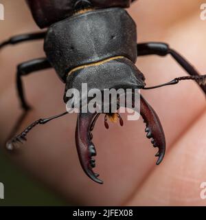 Ein Hirschkäfer in einem britischen Garten im Juni 2022 Stockfoto