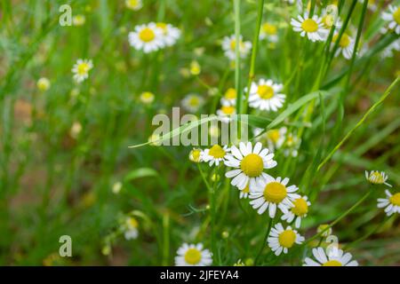 Blühende medizinische Kamille. Weiße kleine Blüten. Grüner Hintergrund mit Platz für Notizen. Stockfoto