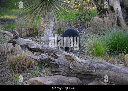Ein tasmanischer Teufel im Zoo-Park beauval, Frankreich Stockfoto