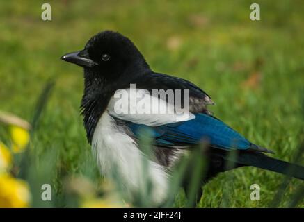 Flauschige Elster Stockfoto