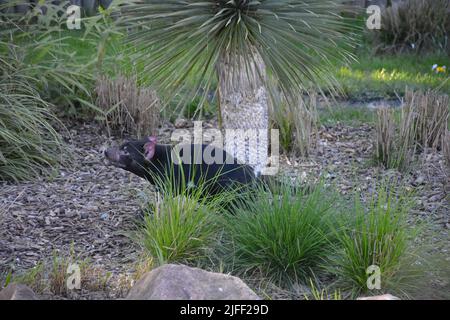 Ein tasmanischer Teufel im Zoo-Park beauval, Frankreich Stockfoto