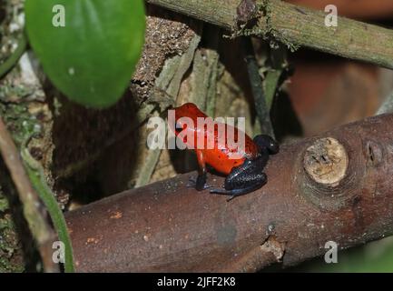 Erdbeer-Giftpfeil-Frosch (Oophaga pumilio) Erwachsener auf gefallener Baumstamm La Selva, Costa Rica, März Stockfoto