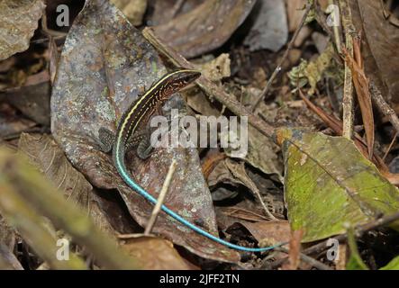 Mittelamerikanischer Whiptail (Holcosus festivus) Erwachsener auf Waldboden La Selva, Costa Rica, März Stockfoto