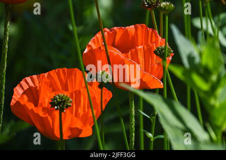 Scharlachrote Mohnblumen. Blühender Mohn im Sommergarten. Stockfoto