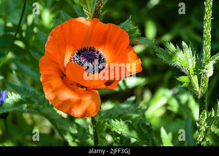 Scharlachrote Mohnblumen. Blühender Mohn im Sommergarten. Stockfoto