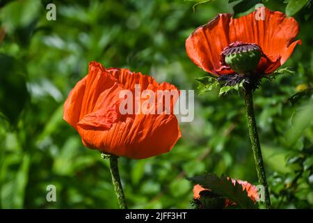 Scharlachrote Mohnblumen. Blühender Mohn im Sommergarten. Stockfoto