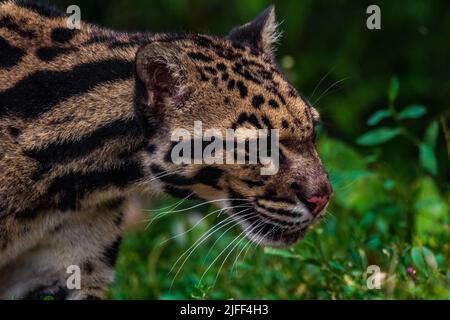 Eine Nahaufnahme eines getrübten Leoparden, der auf einen isolierten, grünen Hintergrund blickt Stockfoto