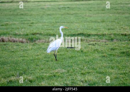 Ein einziger Weißreiher, Weißer Reiher, der auf einer Wiese spazierend Stockfoto