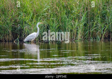 Ein einziger Weißreiher, ein Weißer Reiher, der im Wasser nach Nahrung sucht und im Hintergrund frisches Wasserfass hat Stockfoto