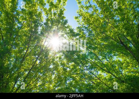 Sonne durch die Bäume Stockfoto