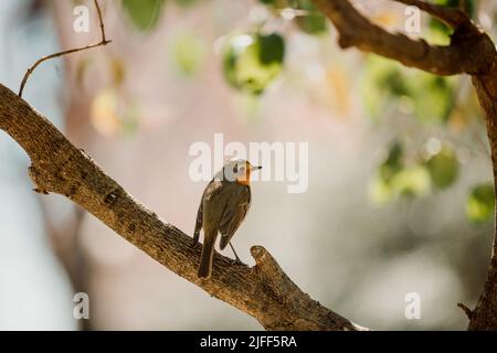 Robin oder Granatapfel Nightingale ist eine Vogelart, die in den Familienflycatcher eingeordnet wird. Erithacus rubecula Stockfoto