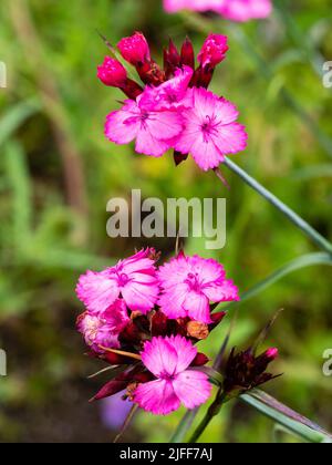 Rosafarbene Blüten des winterharten deutschen Rosa, Dianthus carthusianorum, einer im Sommer blühenden immergrünen Staude Stockfoto