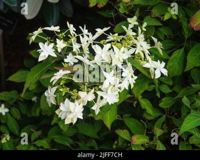 Doppelte weiße sterile Blüten umgeben die fruchtbaren Blüten der winterharten Berghortensien, Hortensia serrata 'Shirotae' Stockfoto