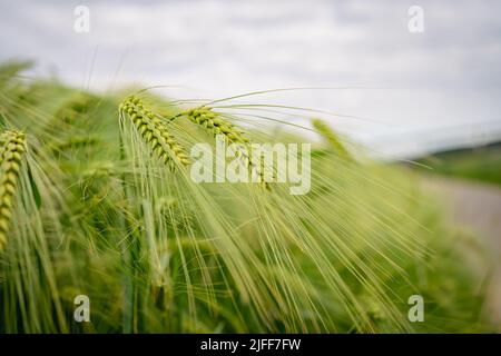 Felder im Sommer. Frische grüne Ähren von Weizen. Stockfoto