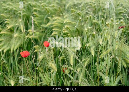 Felder im Sommer. Frische grüne Ähren aus Weizen und Mohnblumen. Stockfoto