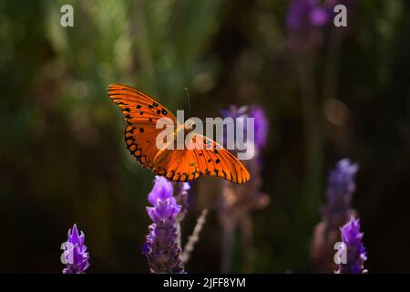 Passionsschmetterling (Dione vanillae), der sich von Nektar aus einer Lavendelblüte ernährt. Orangefarbener Schmetterling. Stockfoto