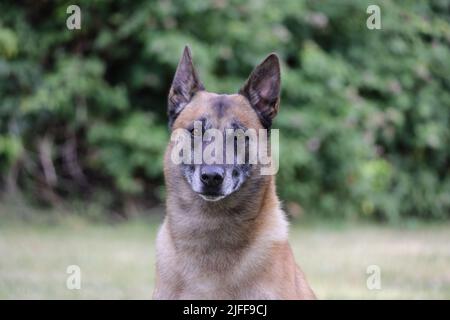 Malinois Belgischer Schäferhund wartet darauf, mit seinem Ball, Hundesport-Training im Spiel zu spielen Stockfoto