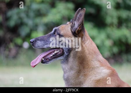 Malinois Belgischer Schäferhund wartet darauf, mit seinem Ball, Hundesport-Training im Spiel zu spielen Stockfoto