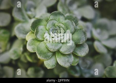 Nahaufnahme der Steinkolbenpflanze „Sedum spathulifolium Cape Blanco“ Stockfoto