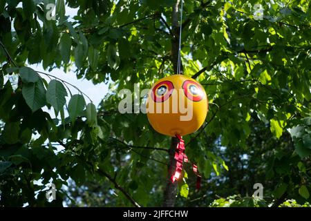 Augenballon oder Vogelschreck. Aufgeblasene, im Wind bewegliche, gegen Vögel scheuende Luftballons wehren häufig auftretende unerwünschte Schädlingsvögel effizient ab Stockfoto