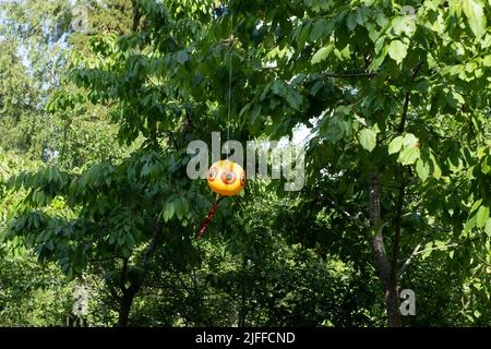 Augenballon oder Vogelschreck. Aufgeblasene, im Wind bewegliche, gegen Vögel scheuende Luftballons wehren häufig auftretende unerwünschte Schädlingsvögel effizient ab Stockfoto