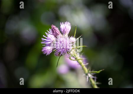 Cirsiumarvense (L.) SCOP oder Felddistel blüht an einem sonnigen Sommertag Stockfoto