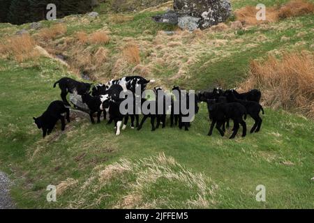 Lämmer weiden auf einer Wiese auf der Insel Runde an der Westküste Norwegens im Norwegischen Meer. Stockfoto