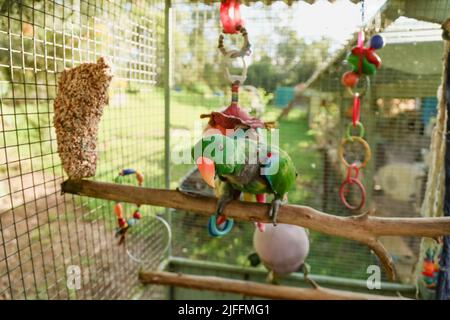 Neugieriger grüner Eclectus-Papagei auf Barsch in der Voliere Stockfoto