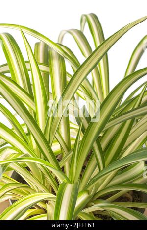 spinnenpflanze, chlorophytum comosum, auch bekannt als Spinnenefeue, Bandpflanze, spinnenähnliche Look Hauspflanze Nahaufnahme Ansicht auf weiß Stockfoto