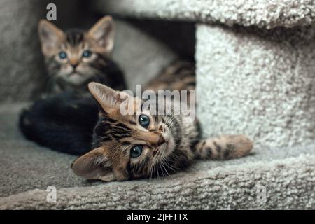 Zwei junge, niedliche bengal-Kätzchen, die drinnen auf einem weichen Katzenregal eines Katzenhauses sitzen. Stockfoto