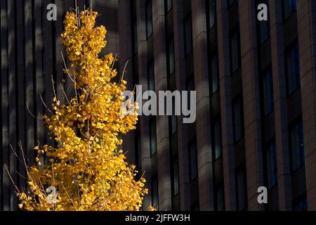 Ein leuchtend gelber herbstlicher Ginko-Baum vor schattigen Wolkenkratzern in Otemachi, Tokio, Japan. Stockfoto