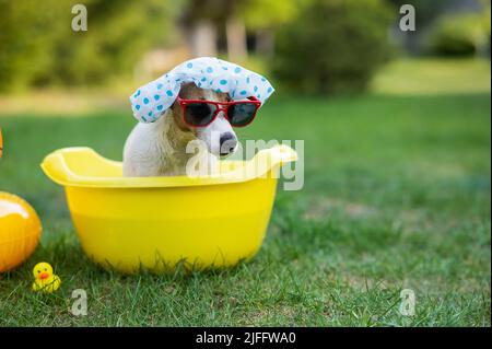 Hundejacker russell Terrier in einer Duschhaube und Sonnenbrille nimmt ein Bad auf dem Rasen. Stockfoto