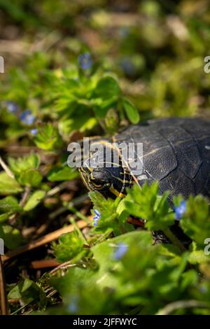 Baby bemalte Schildkröte zwischen blauen Blumen Stockfoto